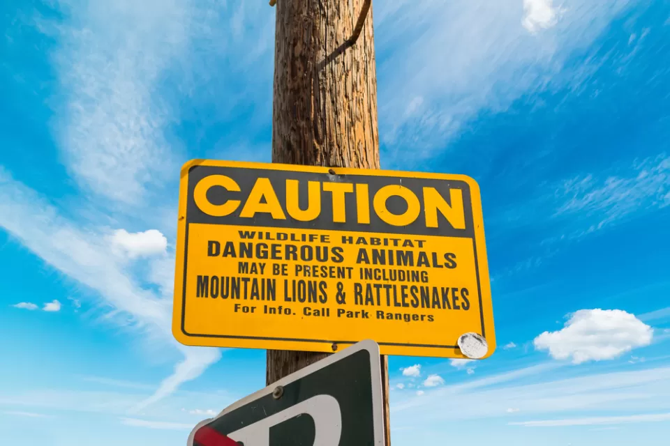 Rattlesnakes